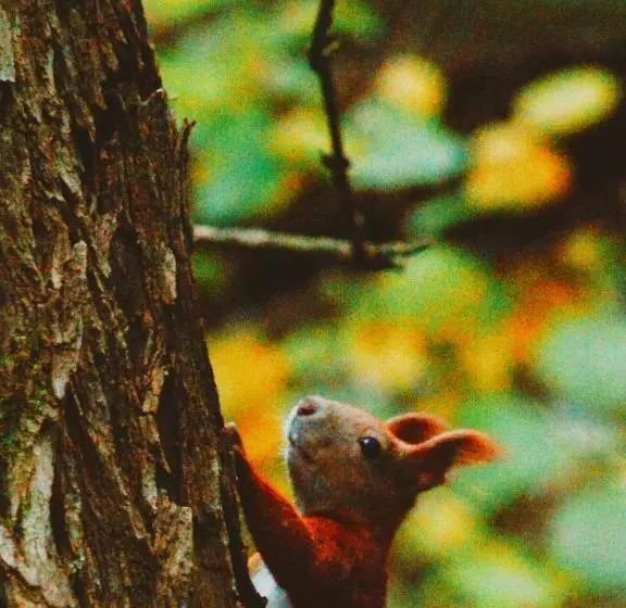 Hotelli Zur Margarethenmühle   Landgasthof Und Wald