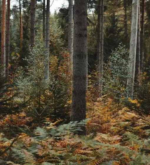 Hotelli Zur Margarethenmühle   Landgasthof Und Wald