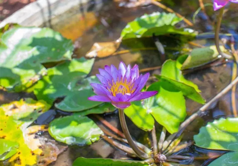 هتل Dambulla Nature Resort