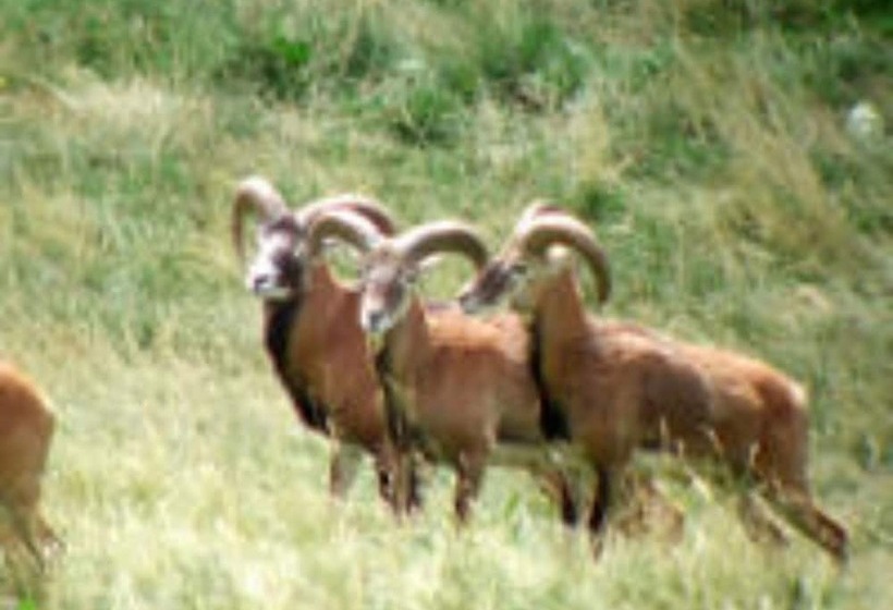 Hotel Datcha Anastasia