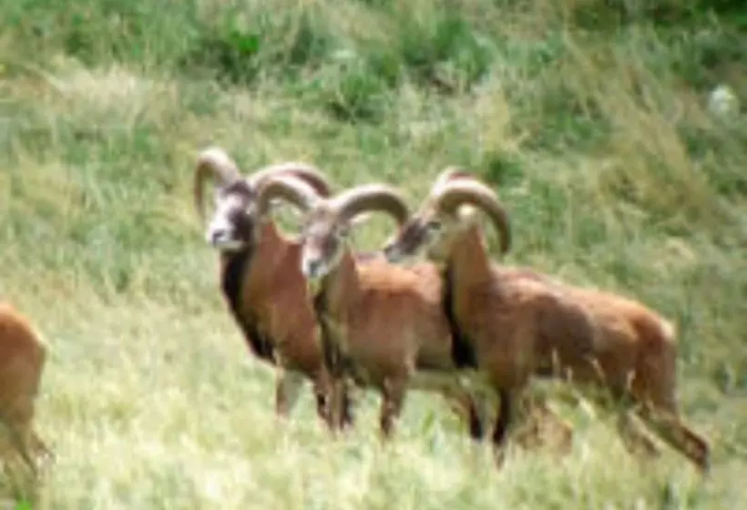 ホテル Datcha Anastasia