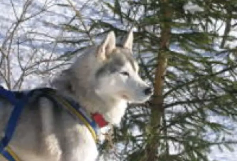 ホテル Datcha Anastasia