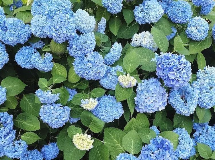 Курорт Shoreway Acres Inn & Cape Cod Lodging