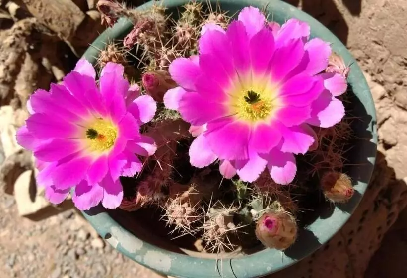 Hostelli Hosteria La Pushka