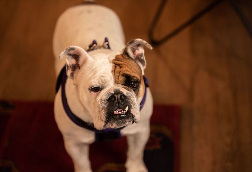 فندق على الطريق Loyal Duke Lodge