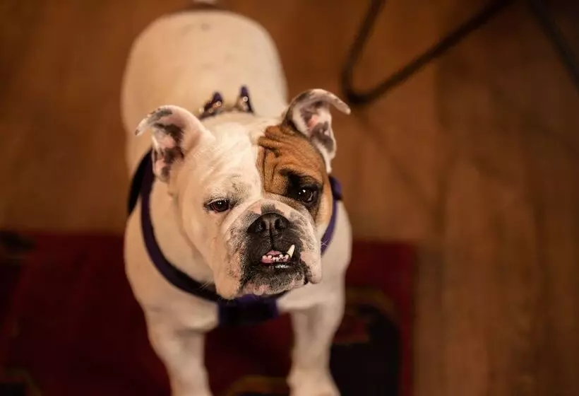 모텔 Loyal Duke Lodge