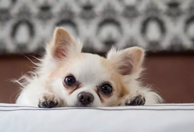 Magnuson Hotel El Paso West