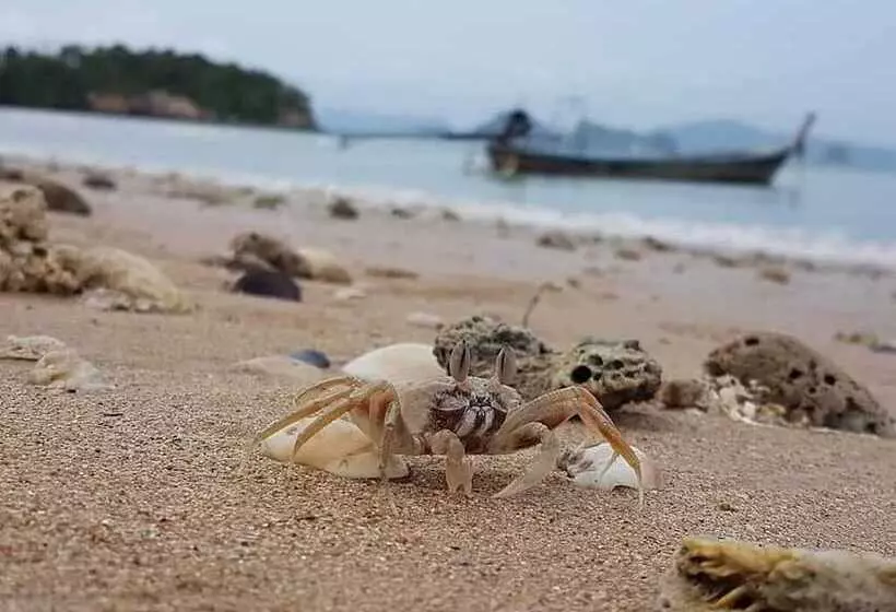 ペンション Three Monkeys Bungalows Koh Yao Noi