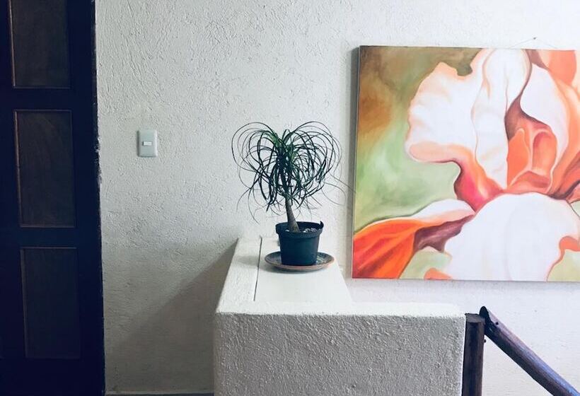 Kaya Hostal Apartments   Hostel