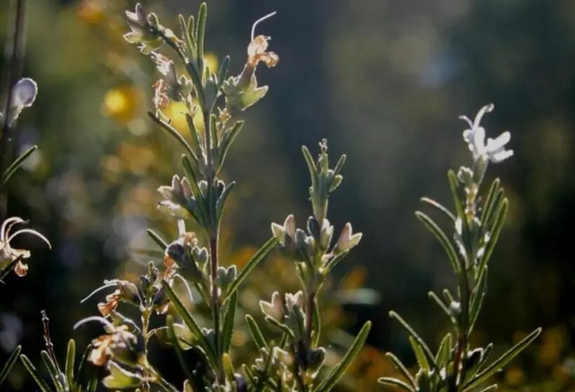 Le Mouton à 5 Pattes Aubagnecassisaix En Provence