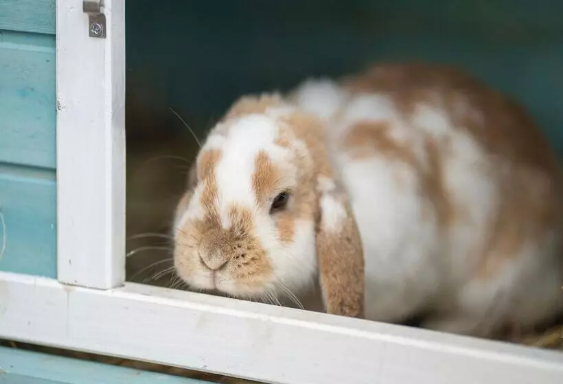 Snug Bungalow In Insel Poel Germany Near Beach