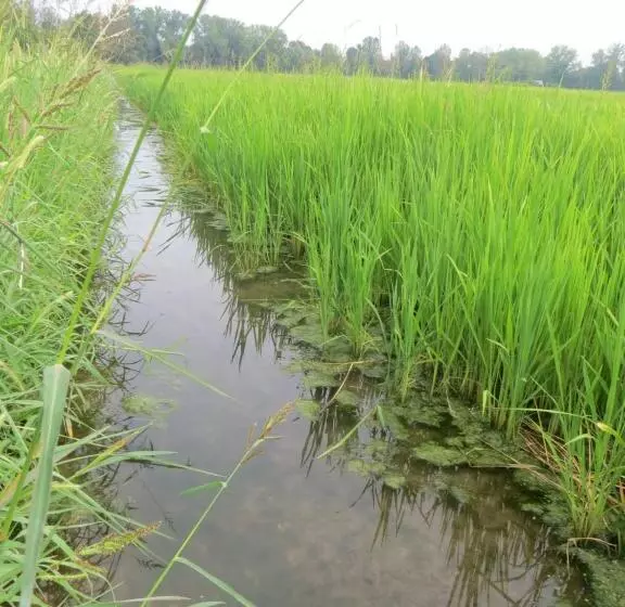 Agriturismo Le Risaie