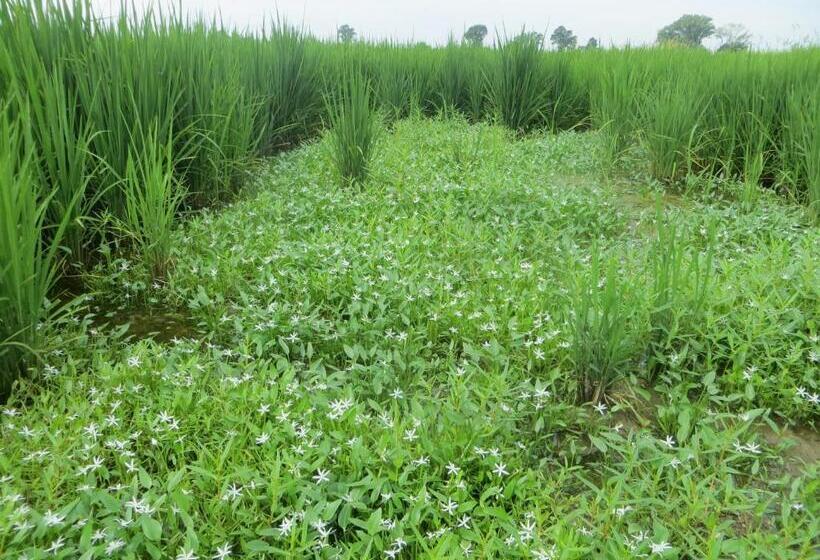 Agriturismo Le Risaie