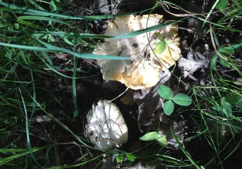 El Refugio De Aran Vielha Apart