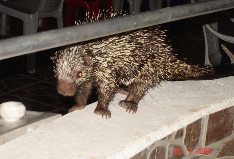 ホテル Boca Brava Lodge