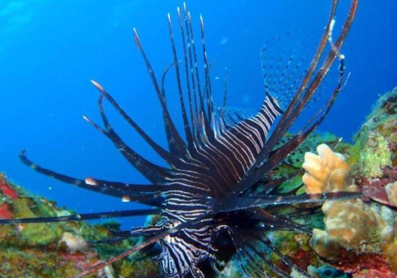 Otel Kawans Inn Lembongan