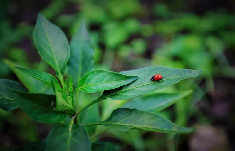 هتل He Fong Eco Farm