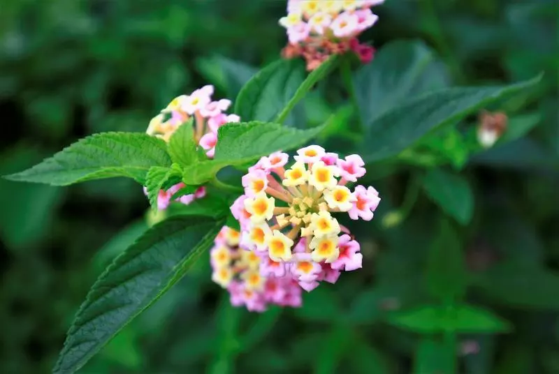 هتل He Fong Eco Farm