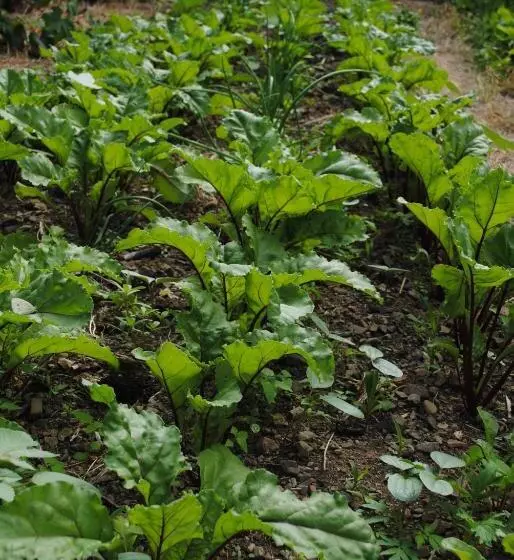 ペンション Hostal Casa Amaya