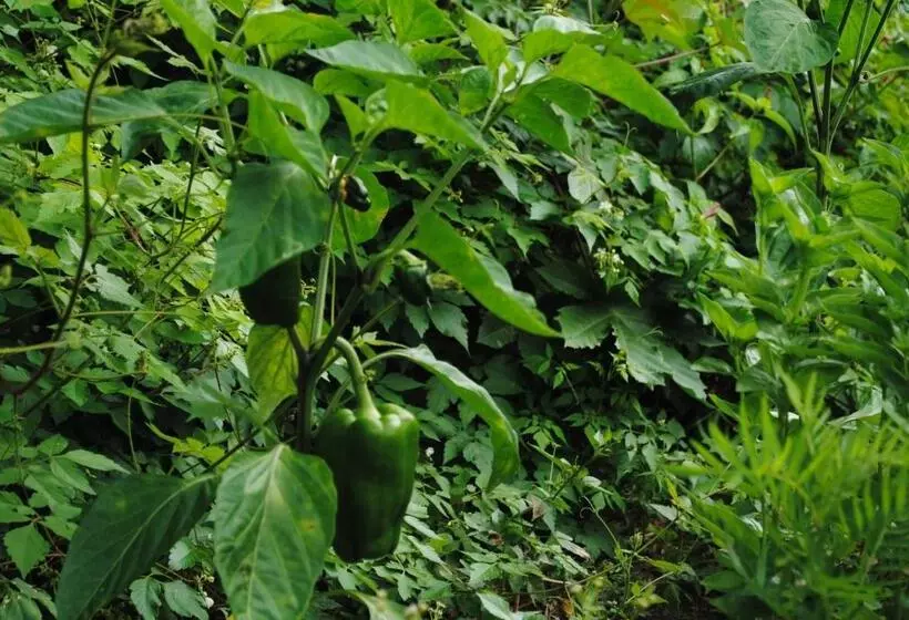 ペンション Hostal Casa Amaya