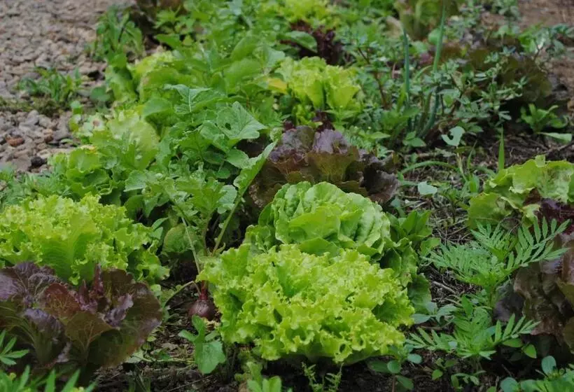 ペンション Hostal Casa Amaya