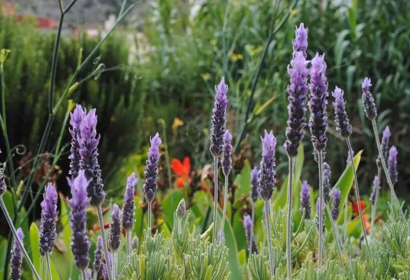 ペンション Hostal Casa Amaya