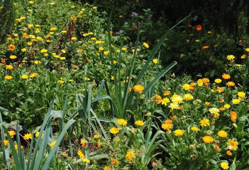 ペンション Hostal Casa Amaya