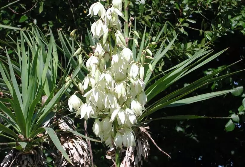 Aamiaismajoitus (B&B) Guest House Yuccas & Tilleuls