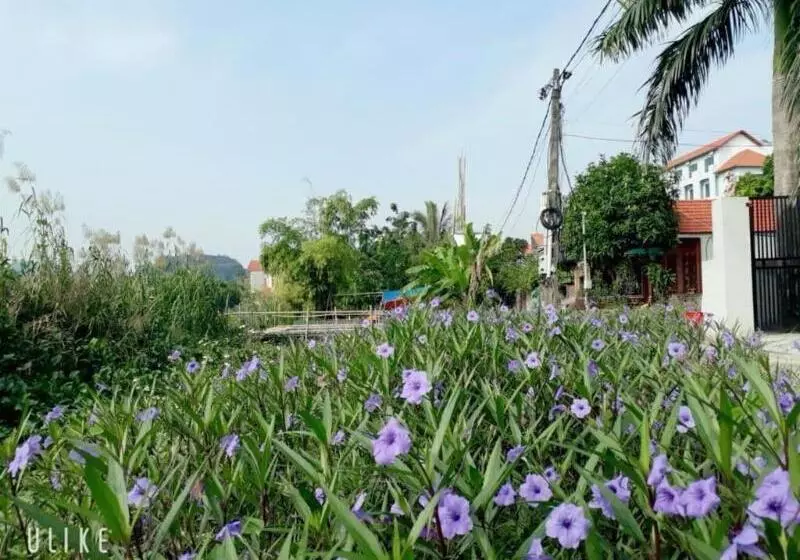 پانسیون Tam Coc Rice Fields Homestay
