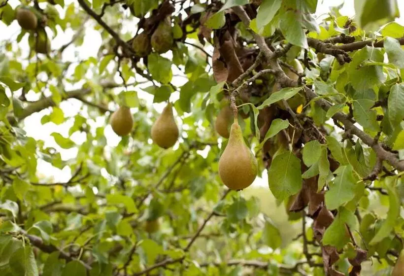 ホテル The Pear Tree Inn & Country