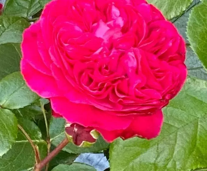 Majatalo Haus Luisenhof