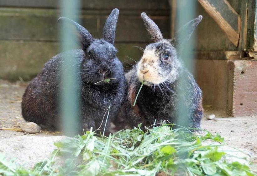 בית מלון כפרי Ferienhof Andreas Hansen