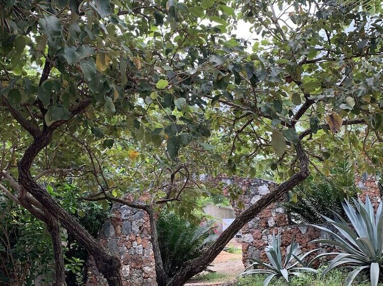 مبيت وإفطار Kendwa Garden's