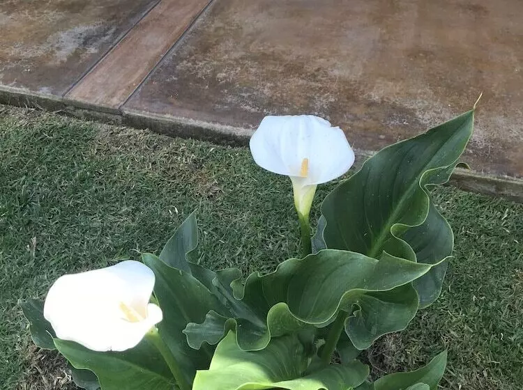 ホテル Cálido Cosmos