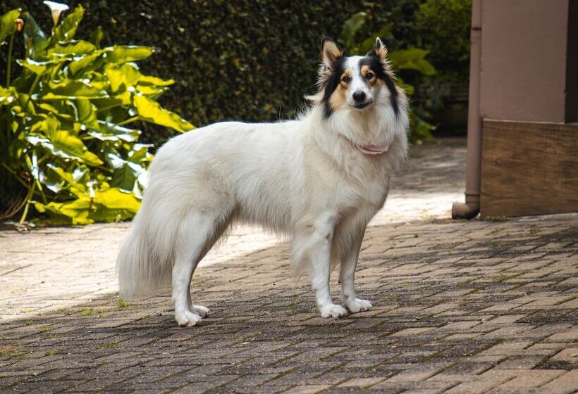 膳宿费 Pousada Das Araucarias