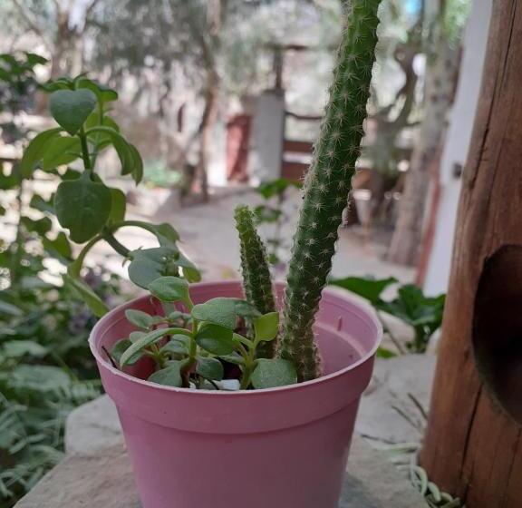 פנסיון La Casa De Violeta