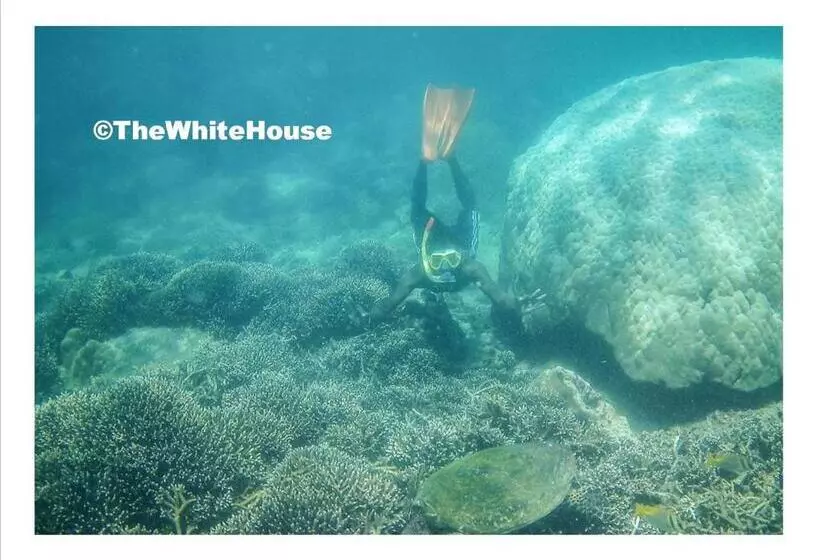 Majatalo The White House