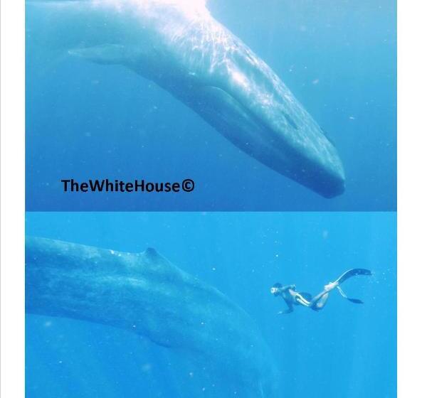 Pensjonat The White House