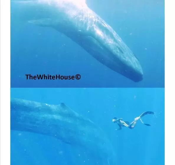 Majatalo The White House