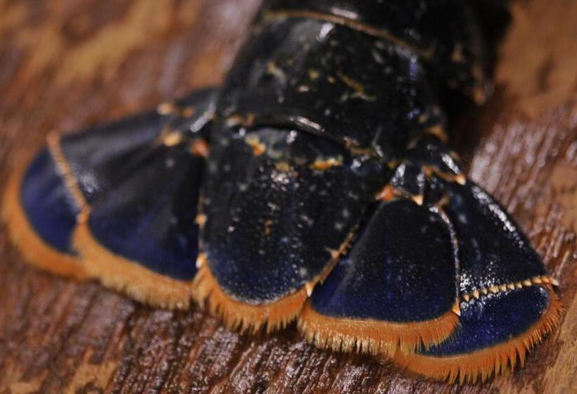 בית מלון כפרי King Sitric