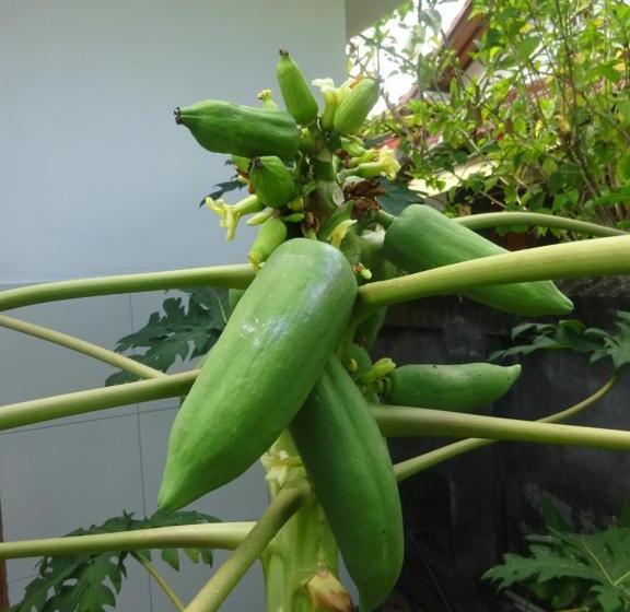 민박 Murnis Bungalow