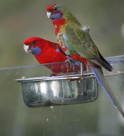 Dream Views At Arthurs Seat B & B