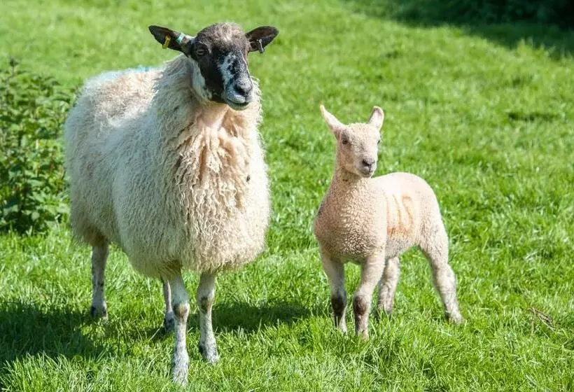 Aamiaismajoitus (B&B) Beera Farmhouse