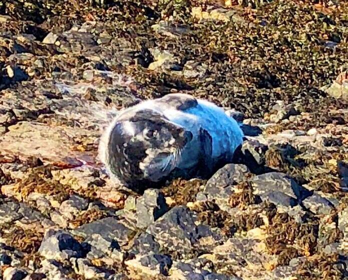 Aamiaismajoitus (B&B) Orsay House