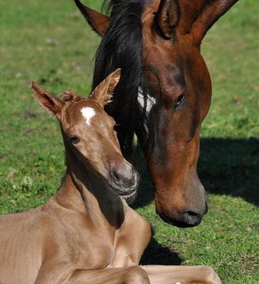 צימר Nordkap Farm Holiday & Hostel