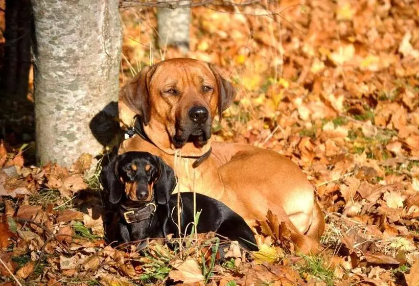 Aamiaismajoitus (B&B) Nordkap Farm Holiday & Hostel