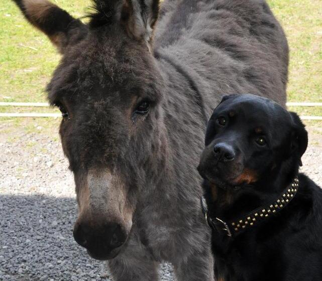 צימר Nordkap Farm Holiday & Hostel