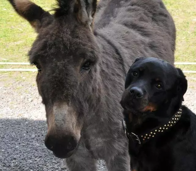 Aamiaismajoitus (B&B) Nordkap Farm Holiday & Hostel