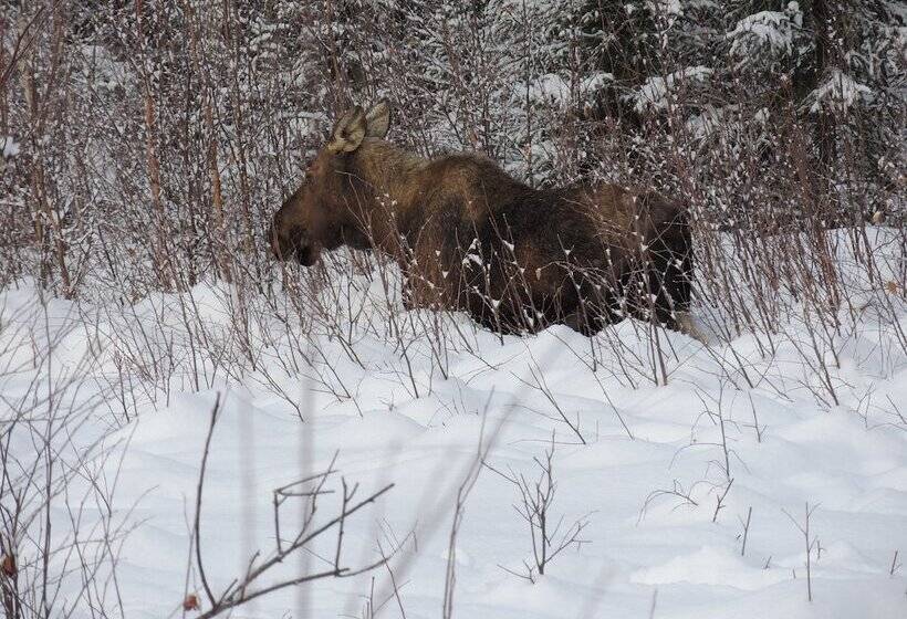 Falcon S Nest Bed & Breakfast