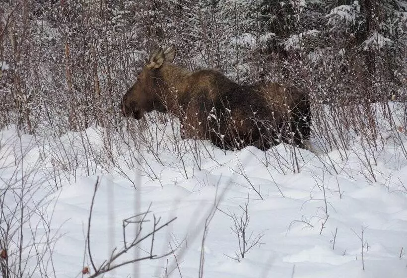 Falcon S Nest Bed & Breakfast